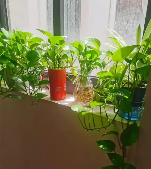這6種花客廳一放,空氣越來越乾淨!懶人也能養活的神仙綠植清單