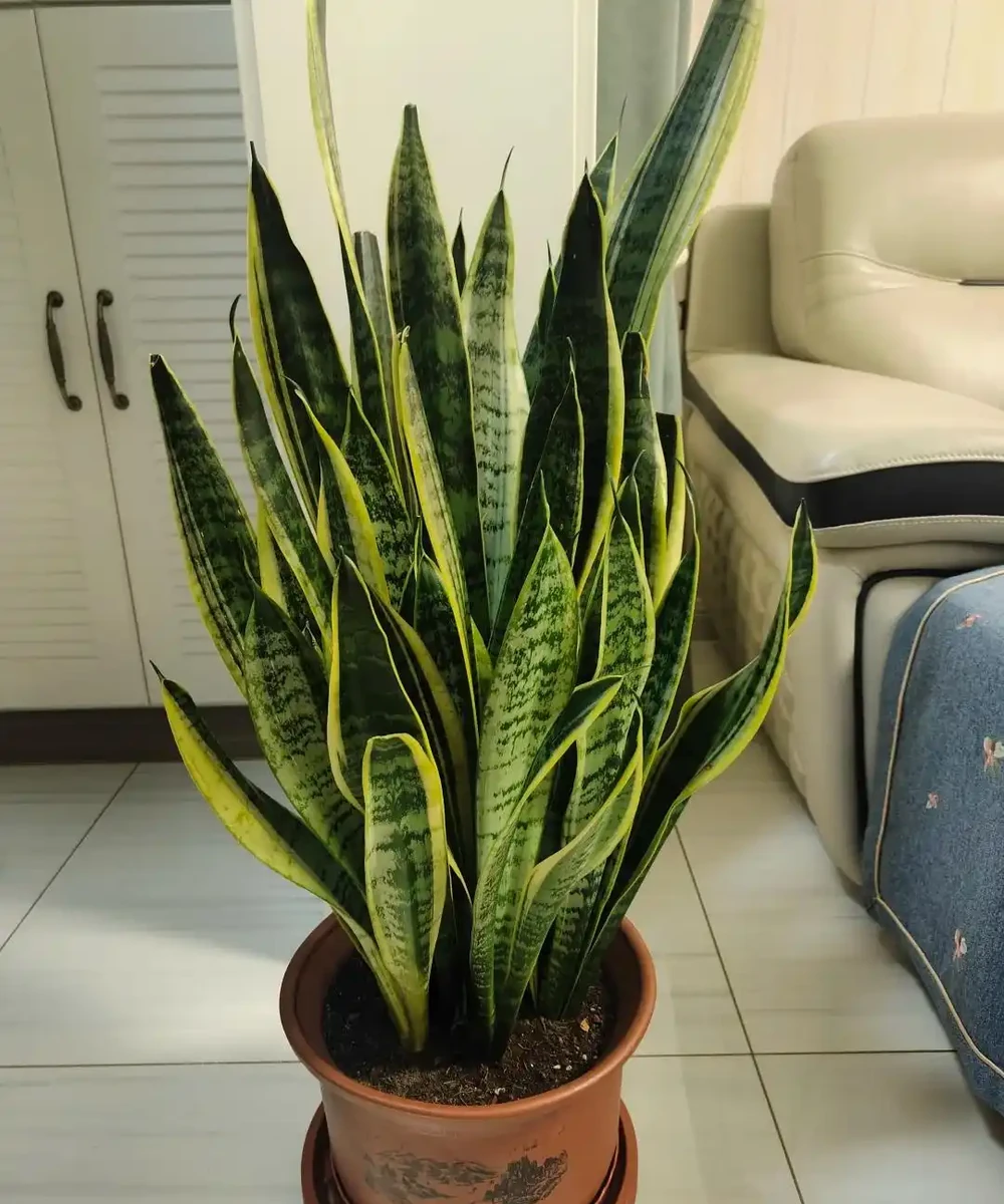 這6種花客廳一放,空氣越來越乾淨!懶人也能養活的神仙綠植清單