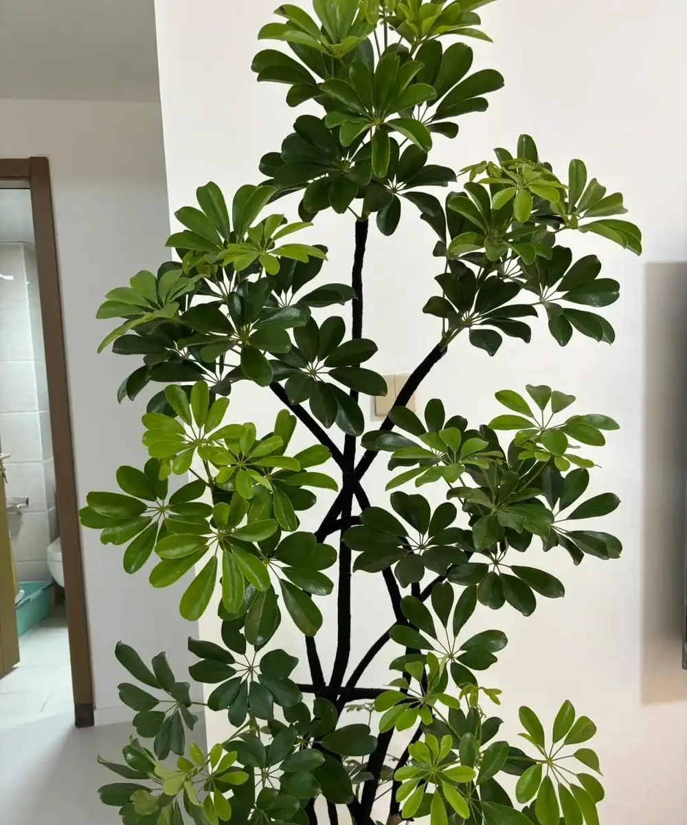 這6種花客廳一放,空氣越來越乾淨!懶人也能養活的神仙綠植清單