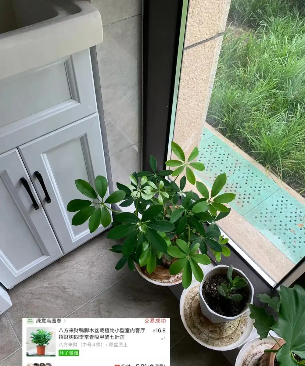 這6種花客廳一放,空氣越來越乾淨!懶人也能養活的神仙綠植清單