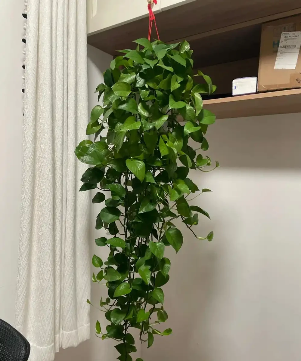 這6種花客廳一放,空氣越來越乾淨!懶人也能養活的神仙綠植清單