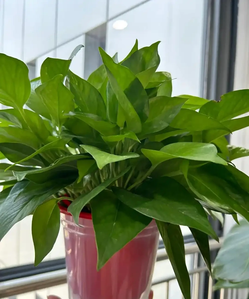 這6種花客廳一放,空氣越來越乾淨!懶人也能養活的神仙綠植清單