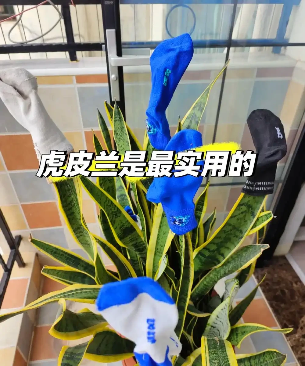 這6種花客廳一放,空氣越來越乾淨!懶人也能養活的神仙綠植清單