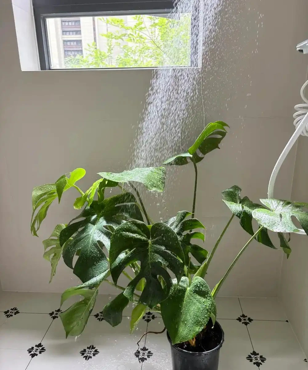 這6種花客廳一放,空氣越來越乾淨!懶人也能養活的神仙綠植清單