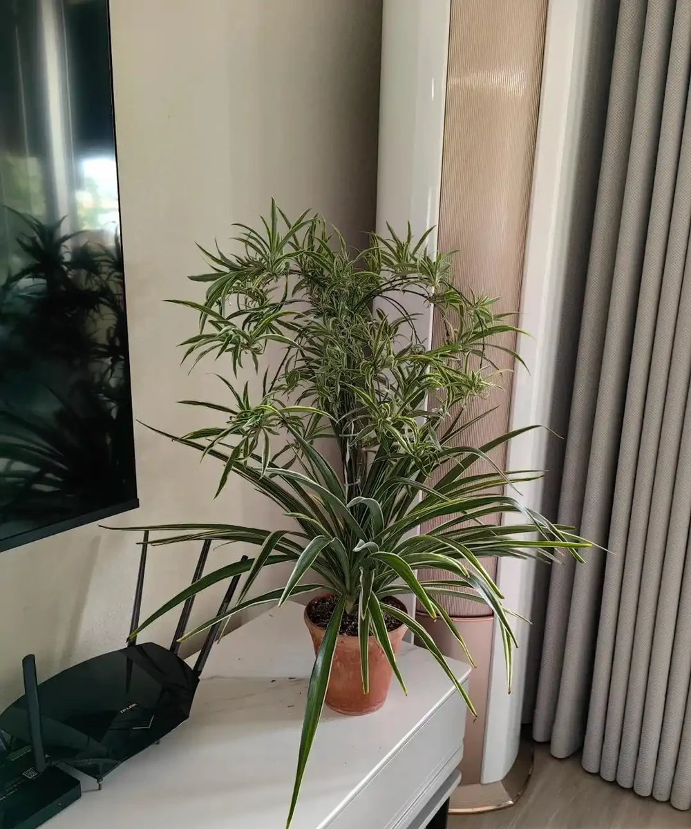 這6種花客廳一放,空氣越來越乾淨!懶人也能養活的神仙綠植清單