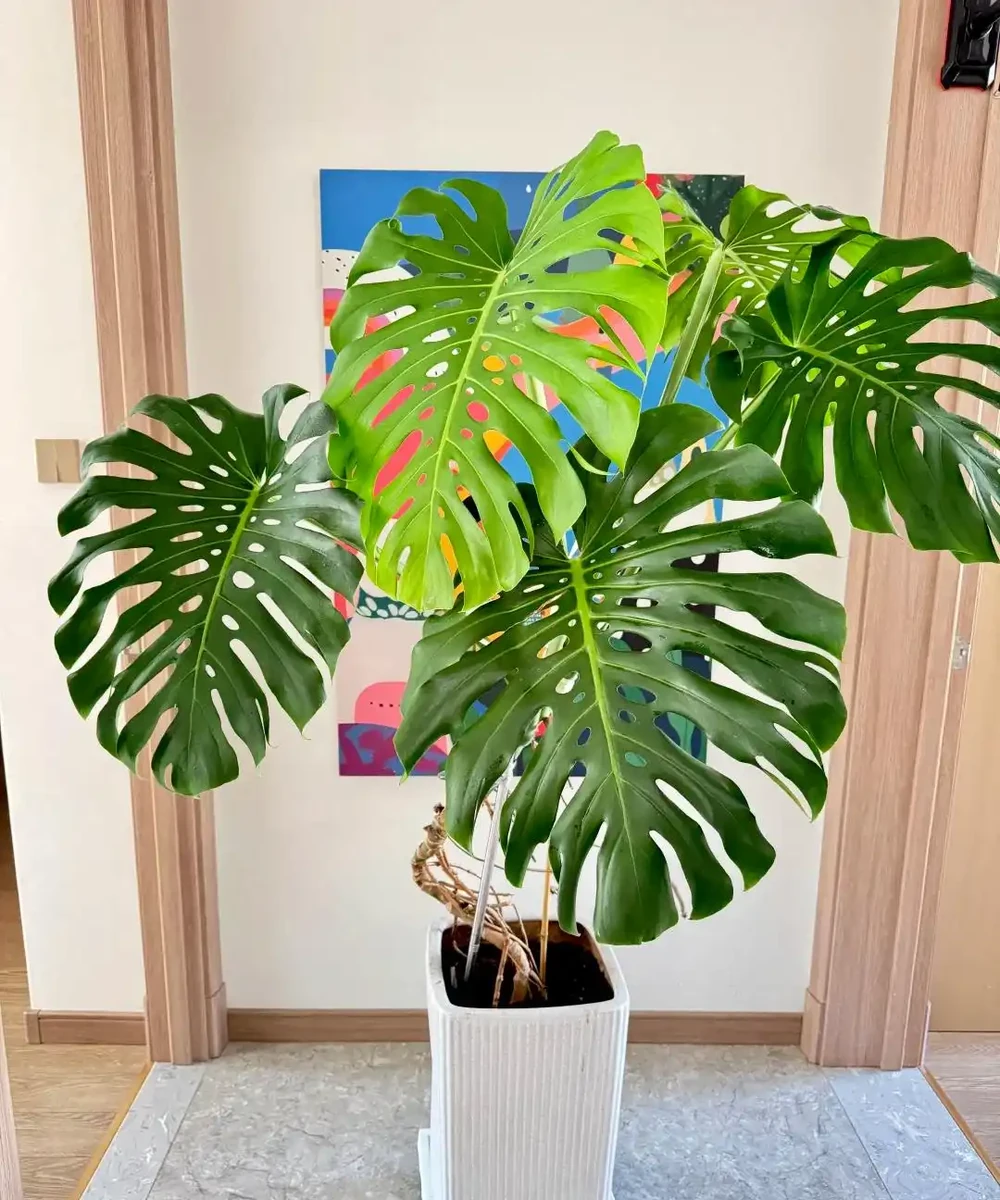 這6種花客廳一放,空氣越來越乾淨!懶人也能養活的神仙綠植清單