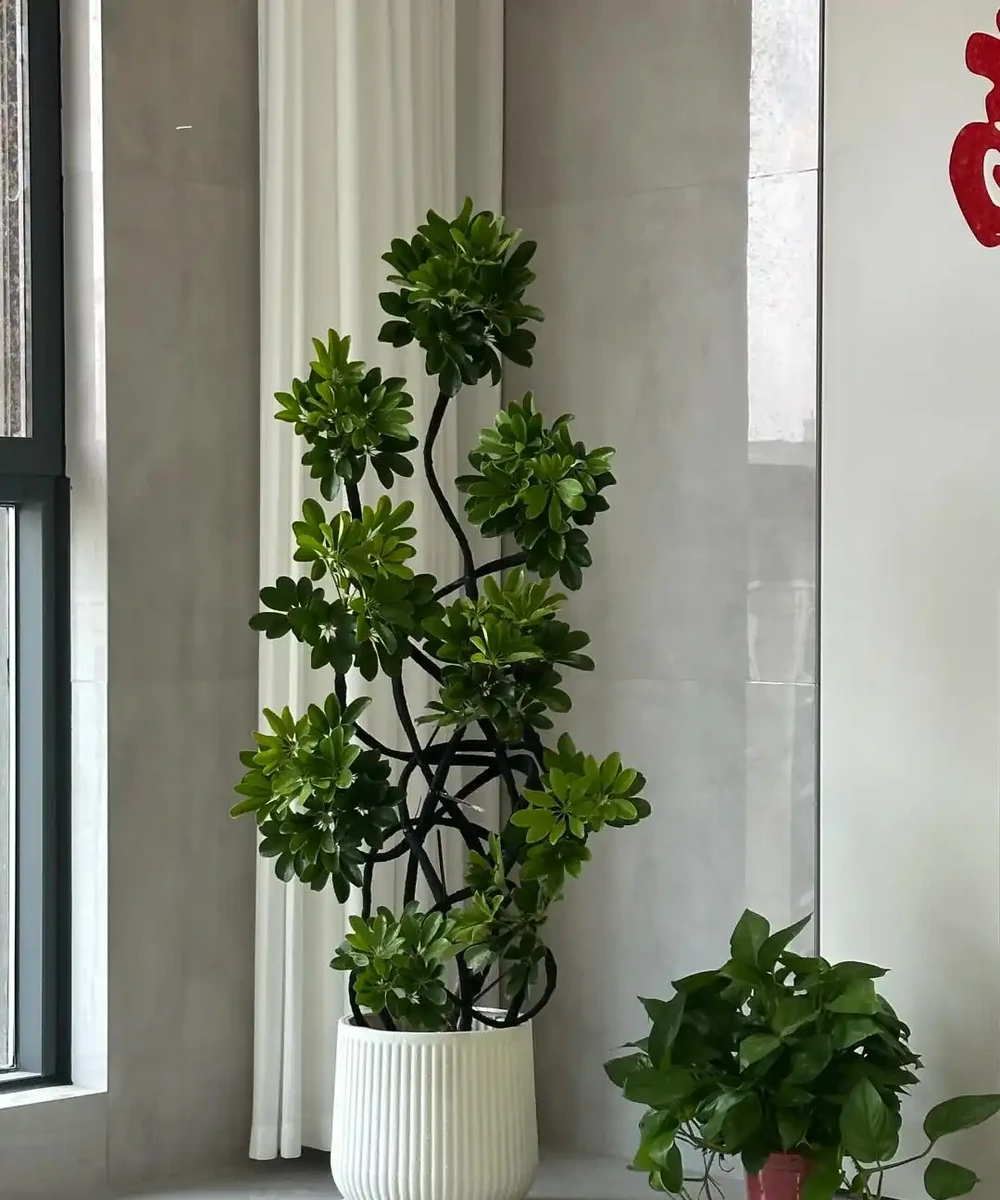 這6種花客廳一放,空氣越來越乾淨!懶人也能養活的神仙綠植清單