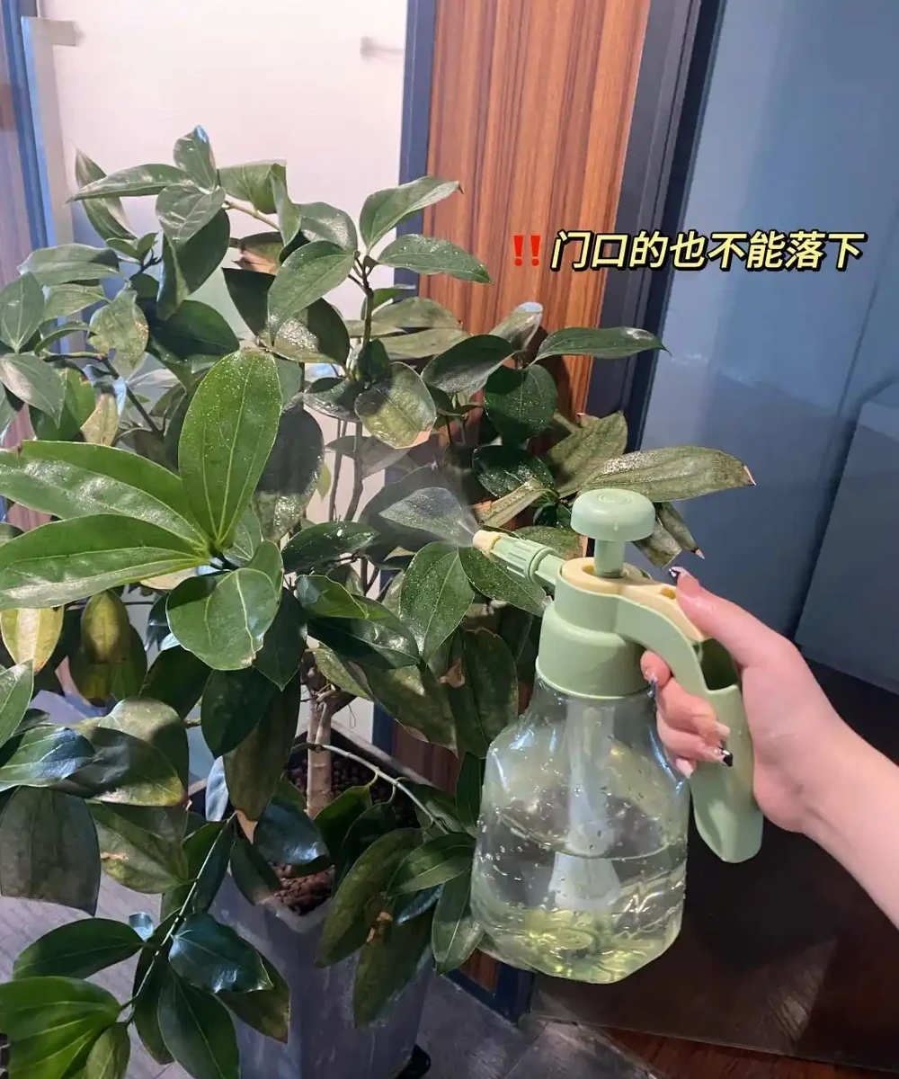 這6種花客廳一放,空氣越來越乾淨!懶人也能養活的神仙綠植清單