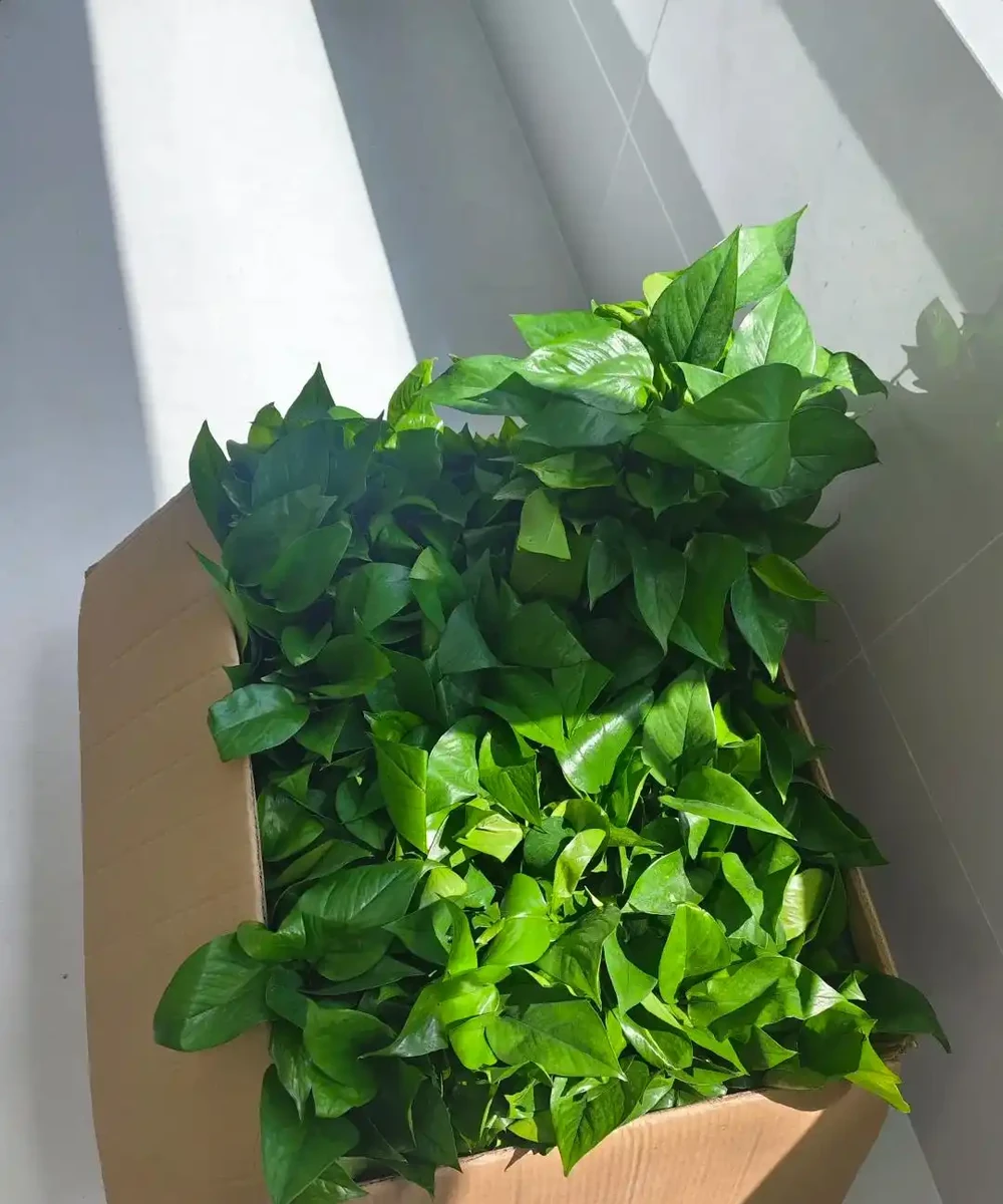 這6種花客廳一放,空氣越來越乾淨!懶人也能養活的神仙綠植清單
