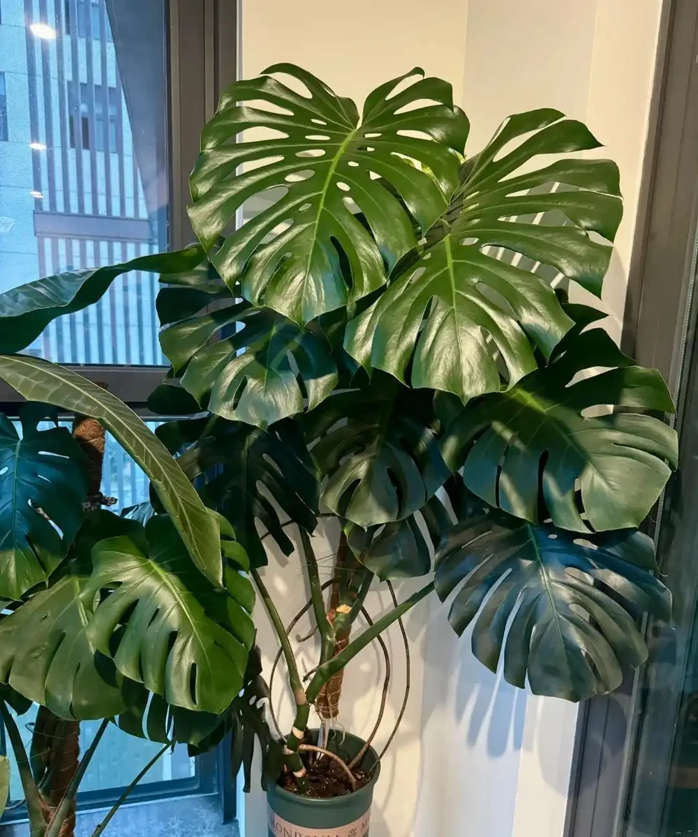 這6種花客廳一放,空氣越來越乾淨!懶人也能養活的神仙綠植清單