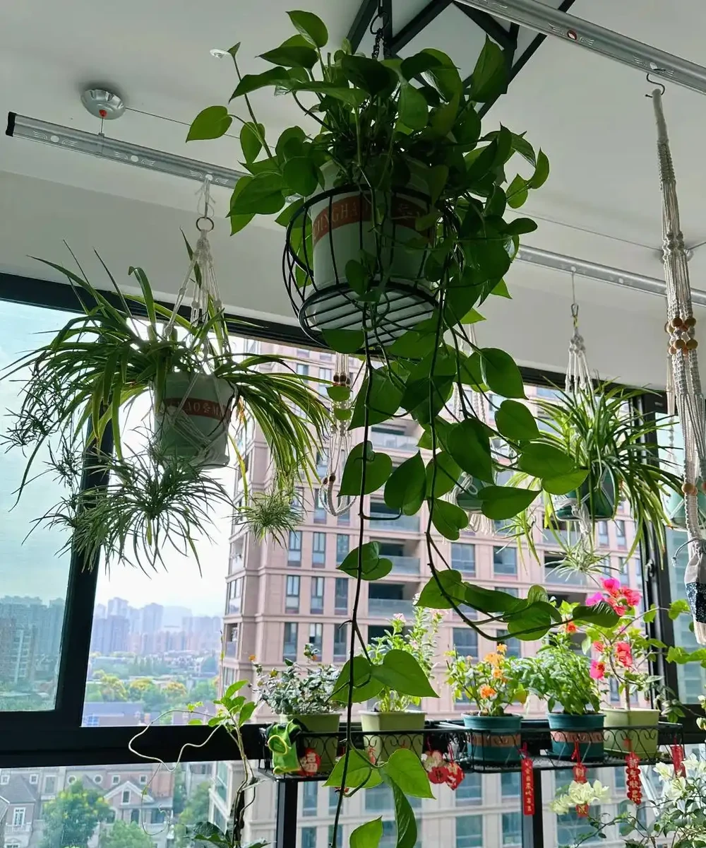 這6種花客廳一放,空氣越來越乾淨!懶人也能養活的神仙綠植清單