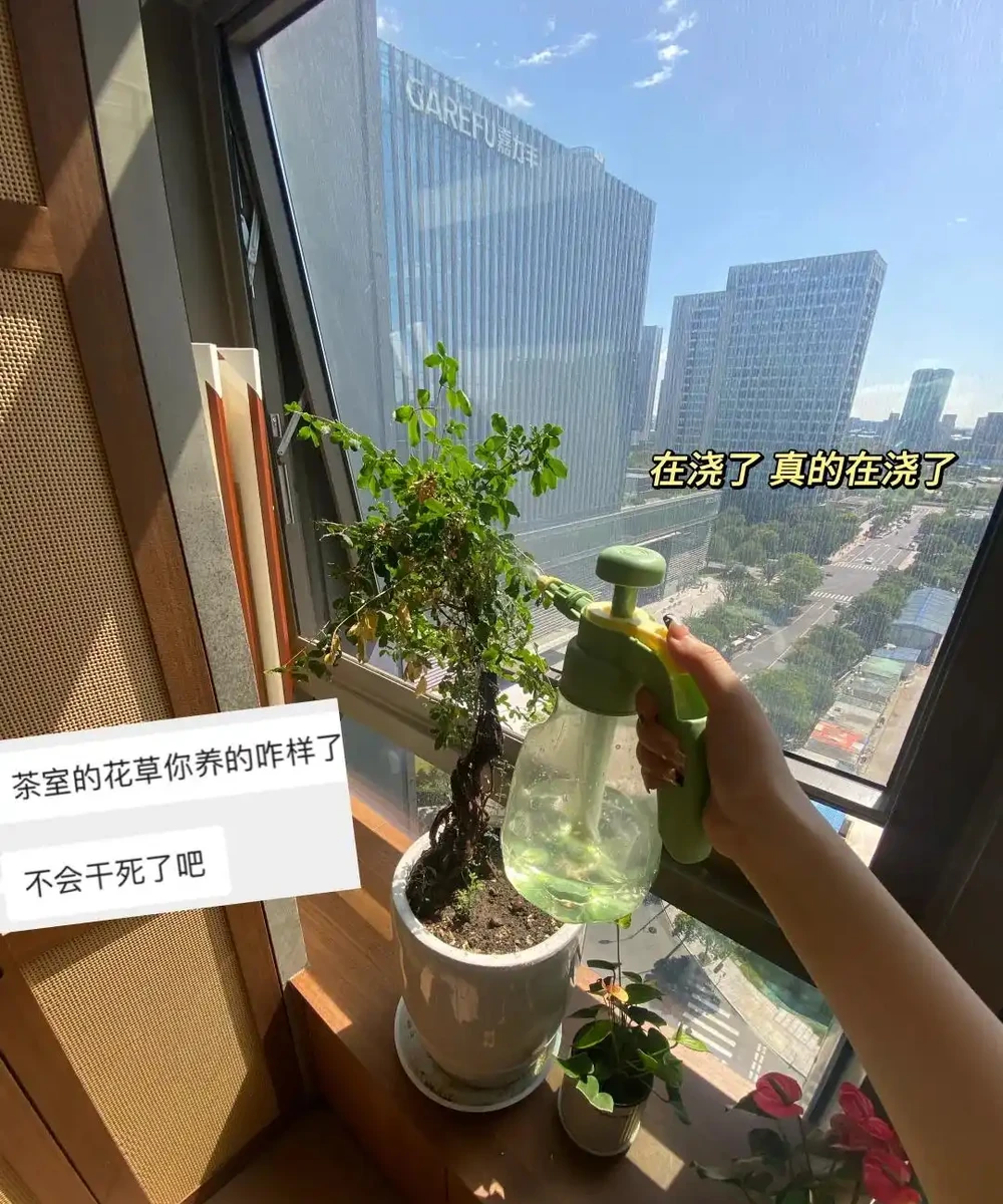 這6種花客廳一放,空氣越來越乾淨!懶人也能養活的神仙綠植清單