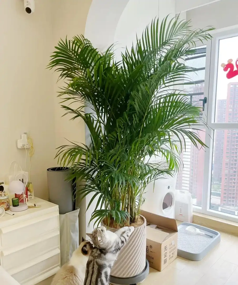 這6種花客廳一放,空氣越來越乾淨!懶人也能養活的神仙綠植清單