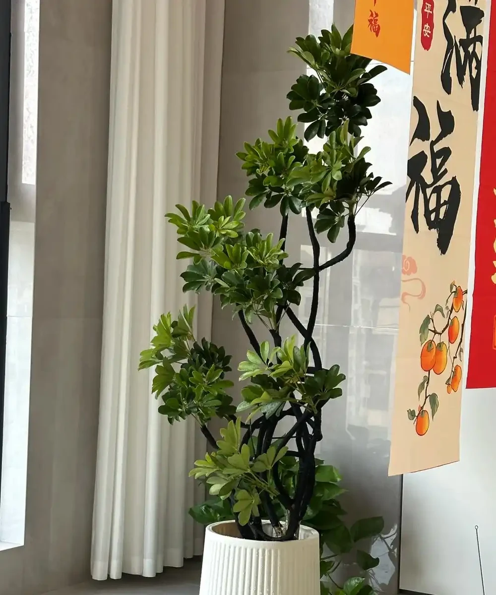 這6種花客廳一放,空氣越來越乾淨!懶人也能養活的神仙綠植清單