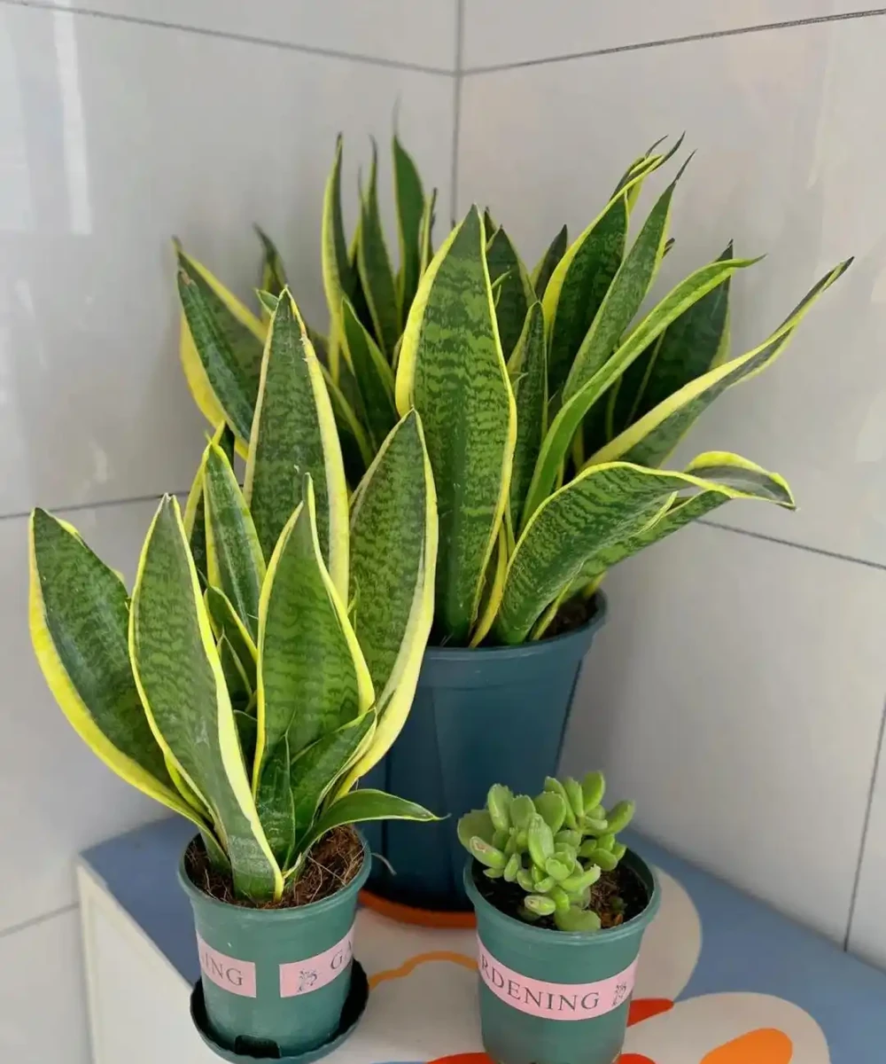 這6種花客廳一放,空氣越來越乾淨!懶人也能養活的神仙綠植清單