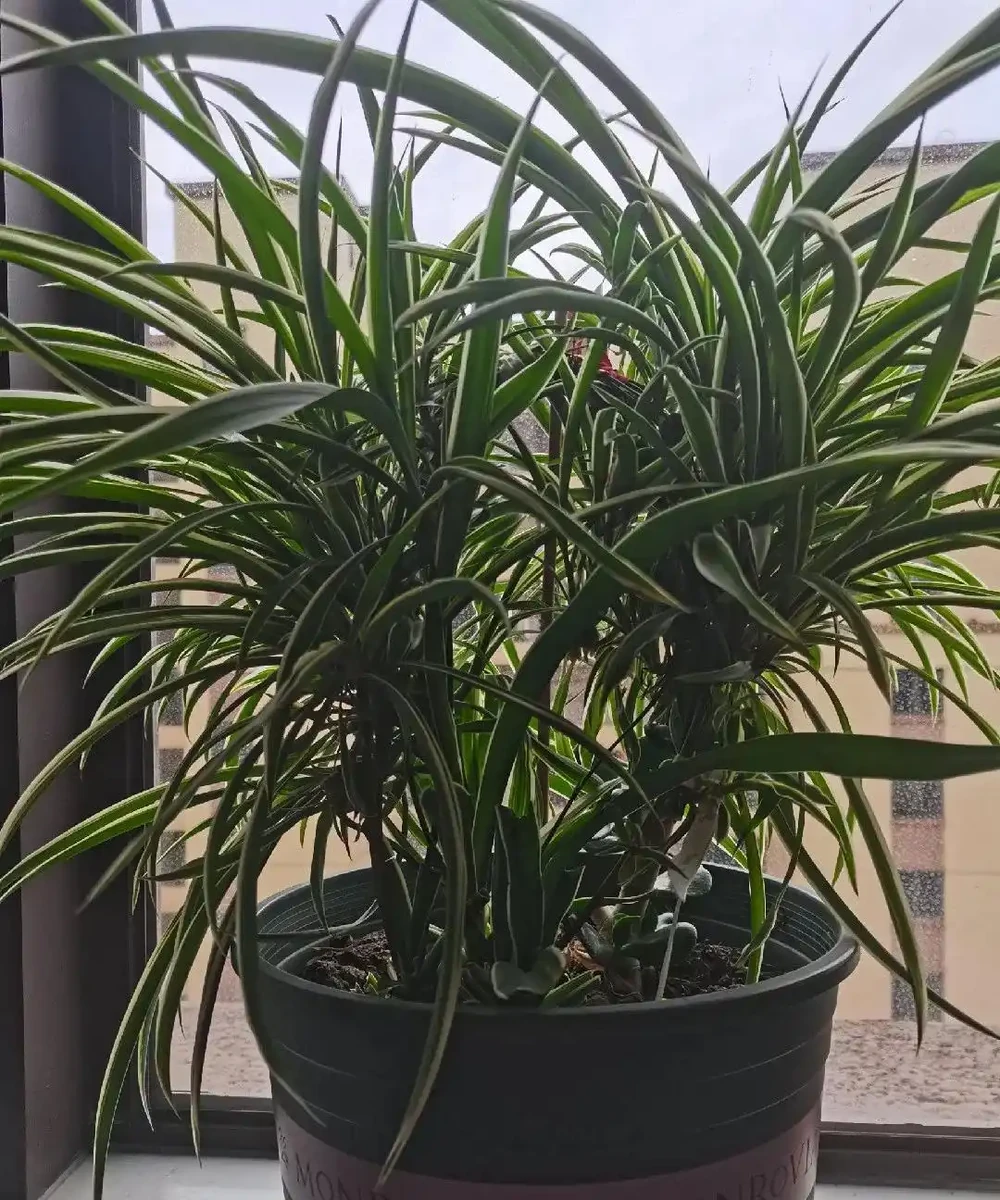 這6種花客廳一放,空氣越來越乾淨!懶人也能養活的神仙綠植清單