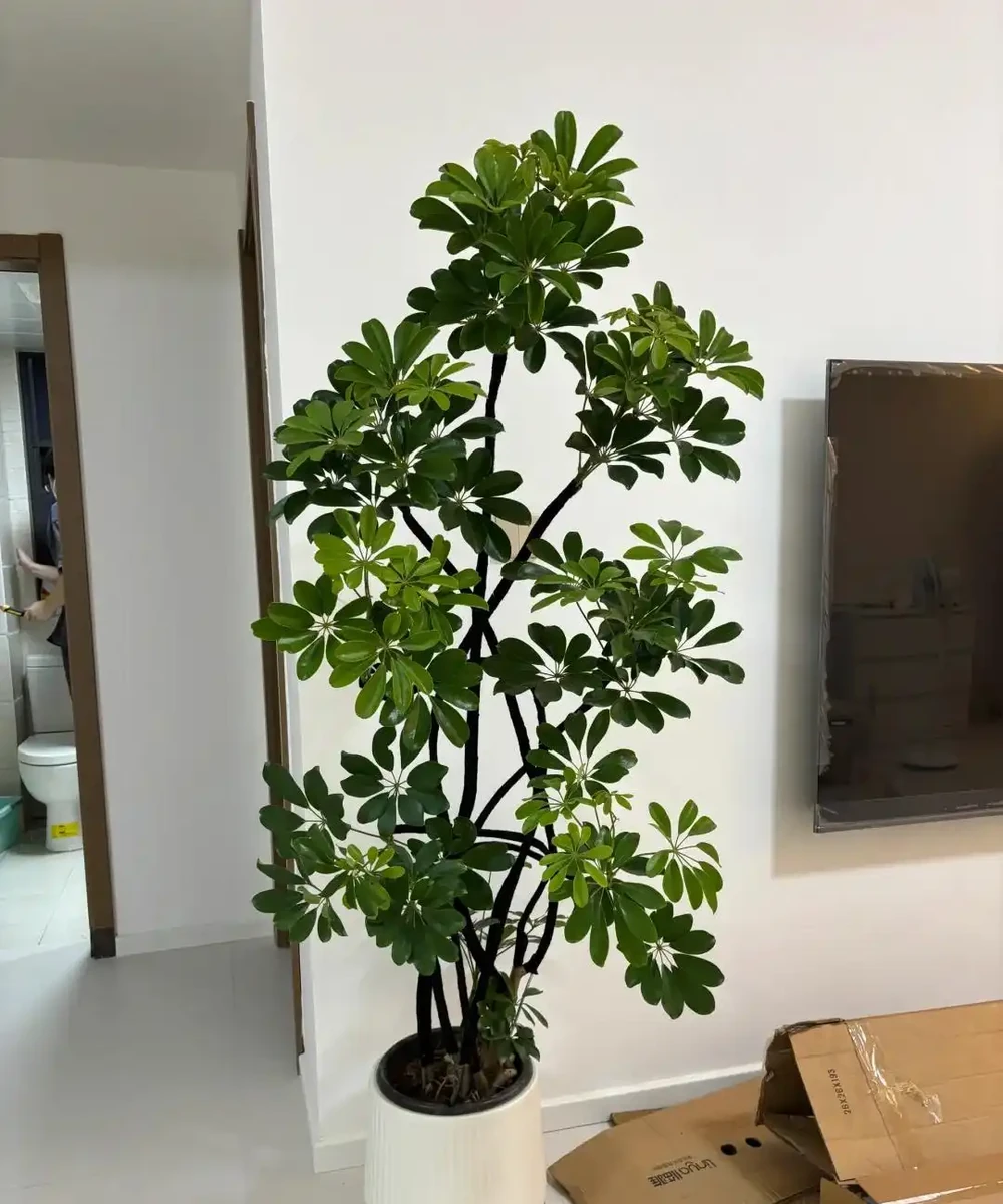 這6種花客廳一放,空氣越來越乾淨!懶人也能養活的神仙綠植清單