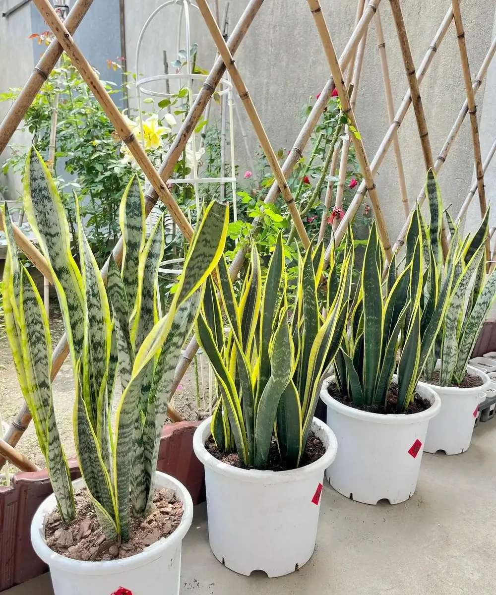 這6種花客廳一放,空氣越來越乾淨!懶人也能養活的神仙綠植清單