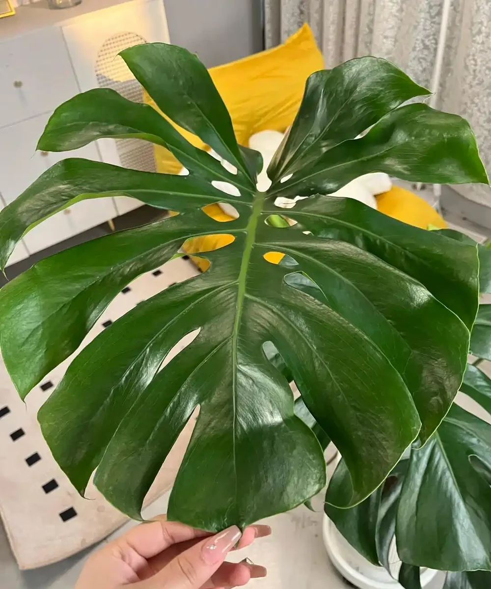 這6種花客廳一放,空氣越來越乾淨!懶人也能養活的神仙綠植清單