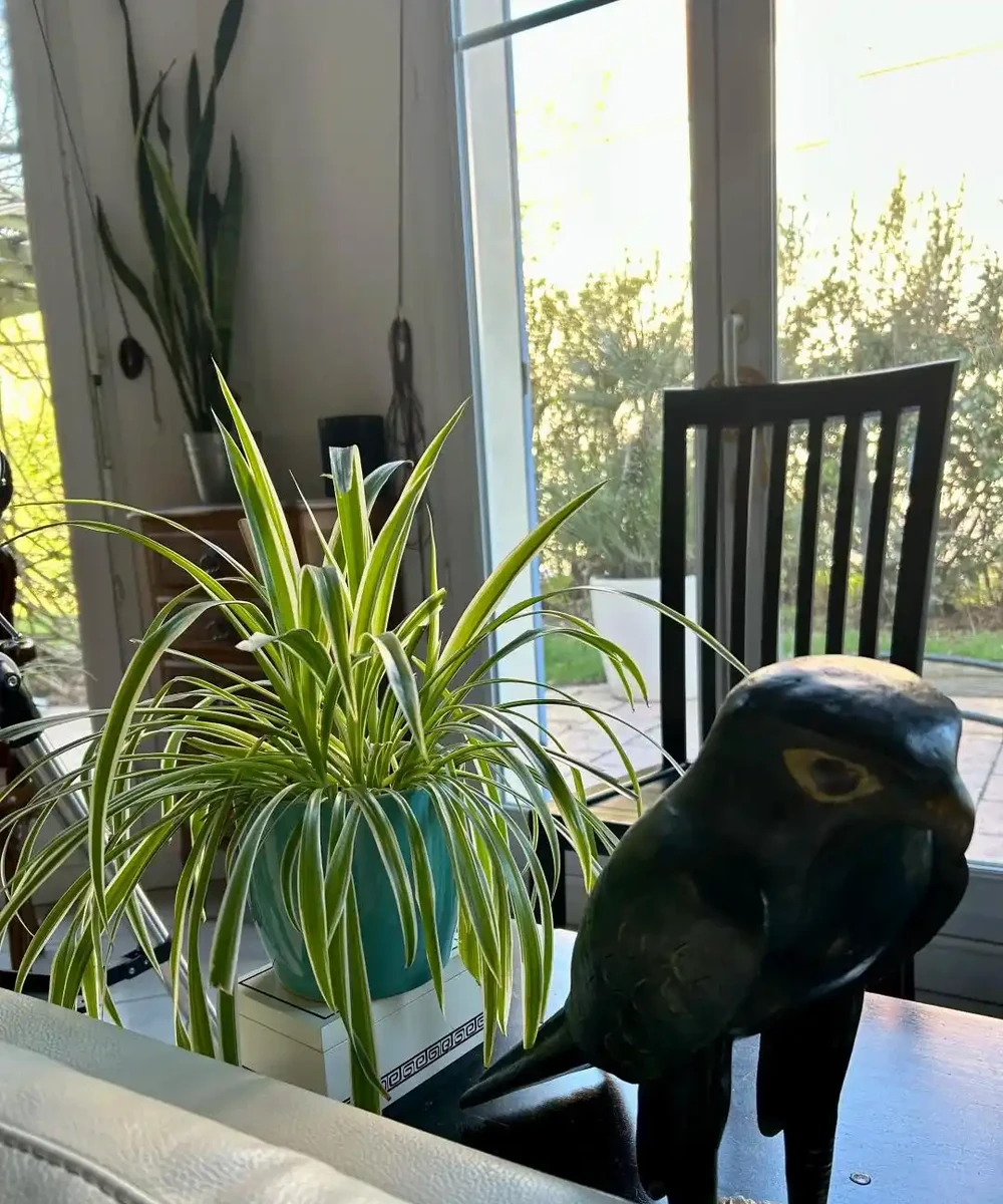這6種花客廳一放,空氣越來越乾淨!懶人也能養活的神仙綠植清單