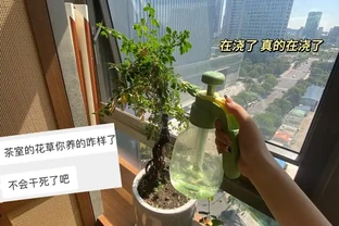 這6種花客廳一放，空氣越來越乾淨！懶人也能養活的神仙綠植清單