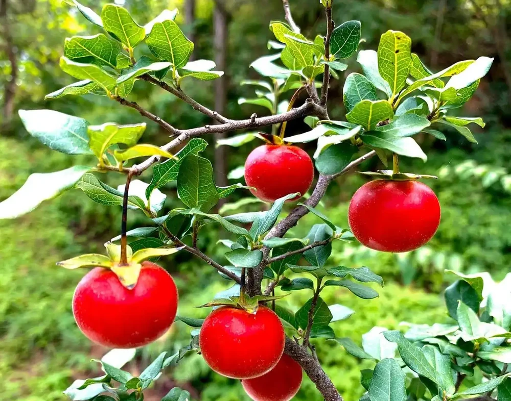 金彈子施肥指南：按階段選肥，養好盆景不踩坑