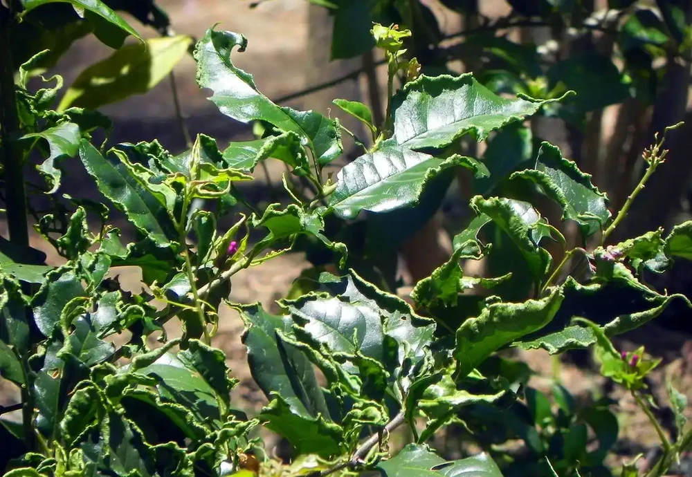 玫瑰花蟲害急救指南：3種家庭除蟲法，安全又省錢