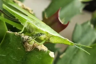 玫瑰花蟲害急救指南：3種家庭除蟲法，安全又省錢