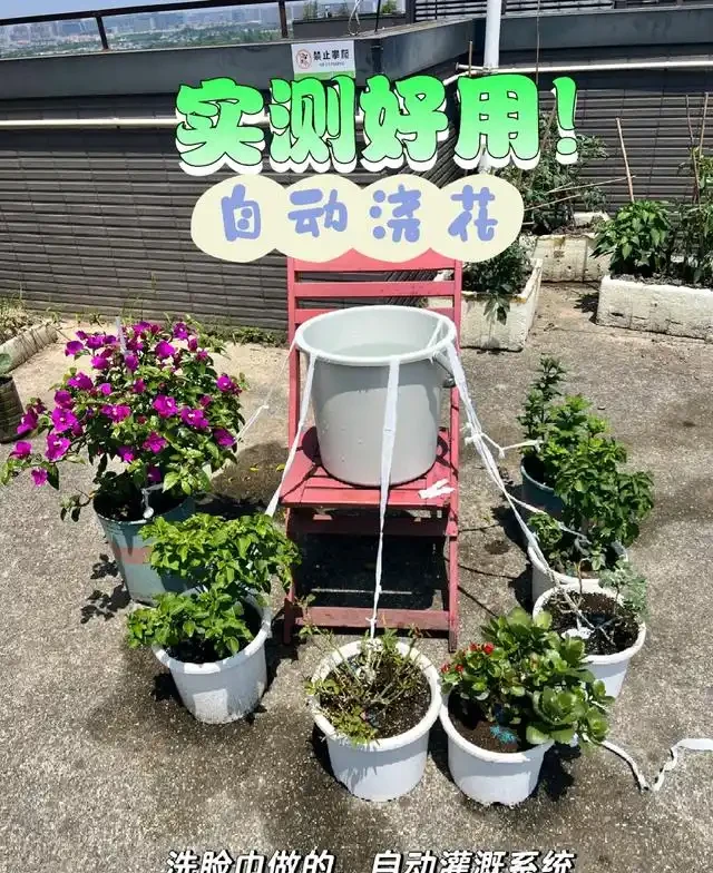 浙江一女子因出門旅行,自制澆水神器,歸來0損耗,網友:求教程