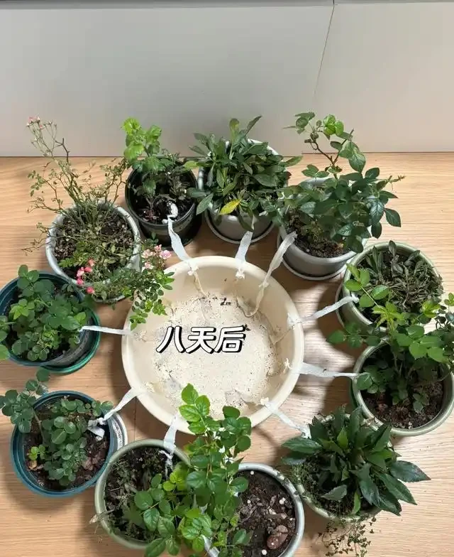 浙江一女子因出門旅行,自制澆水神器,歸來0損耗,網友:求教程