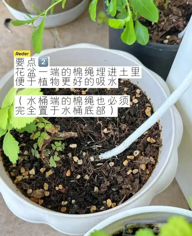 浙江一女子因出門旅行,自制澆水神器,歸來0損耗,網友:求教程