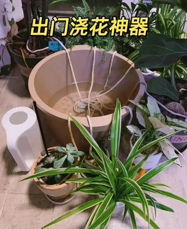 浙江一女子因出門旅行,自制澆水神器,歸來0損耗,網友:求教程