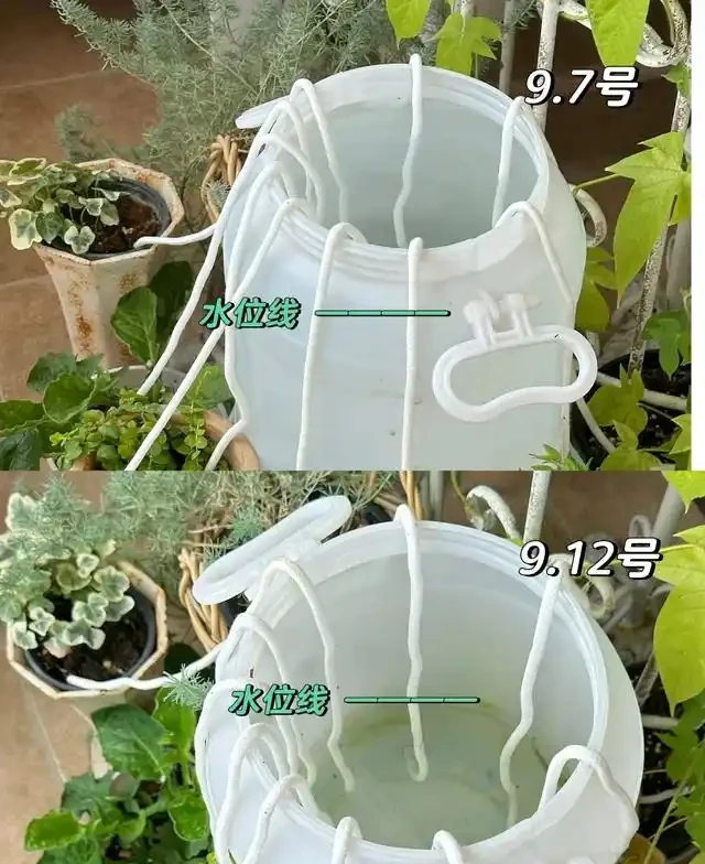 浙江一女子因出門旅行,自制澆水神器,歸來0損耗,網友:求教程