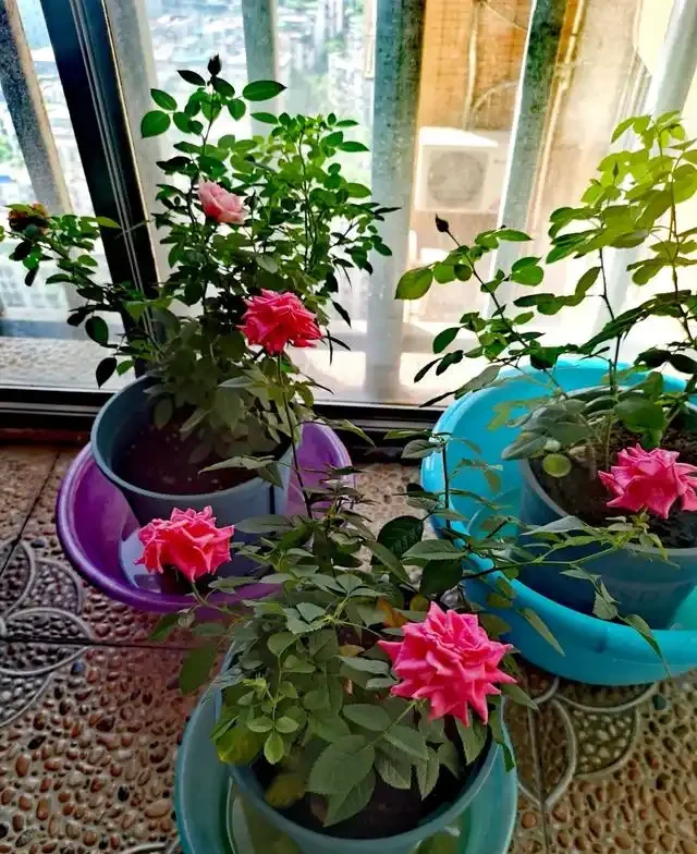浙江一女子因出門旅行,自制澆水神器,歸來0損耗,網友:求教程