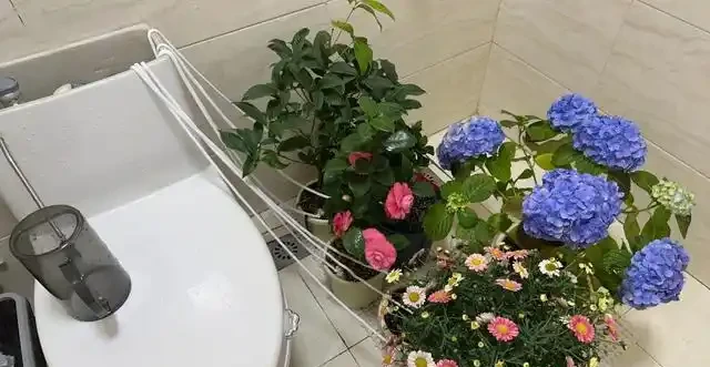 浙江一女子因出門旅行,自制澆水神器,歸來0損耗,網友:求教程