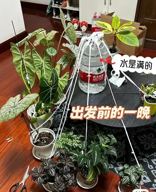 浙江一女子因出門旅行,自制澆水神器,歸來0損耗,網友:求教程