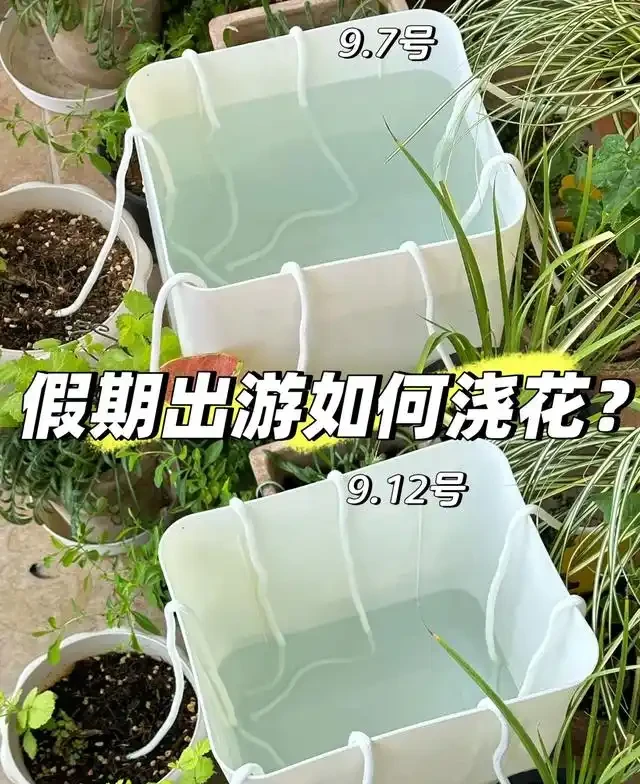 浙江一女子因出門旅行,自制澆水神器,歸來0損耗,網友:求教程