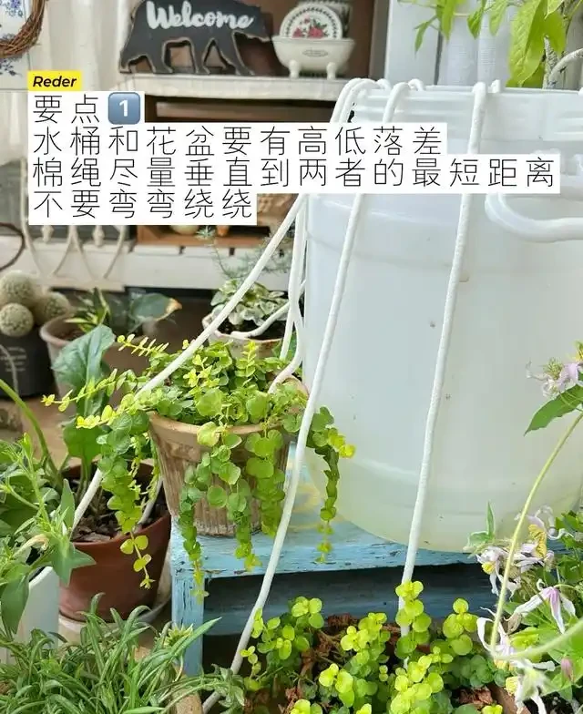 浙江一女子因出門旅行,自制澆水神器,歸來0損耗,網友:求教程