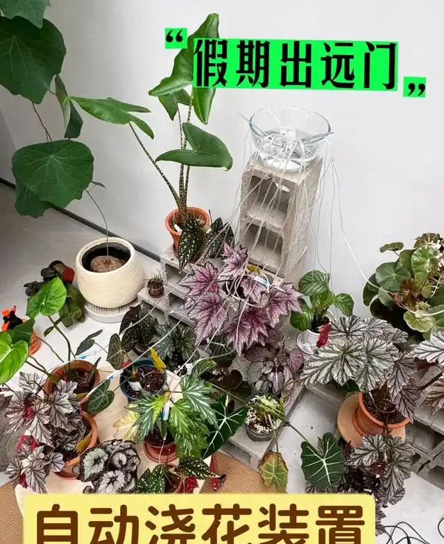浙江一女子因出門旅行,自制澆水神器,歸來0損耗,網友:求教程