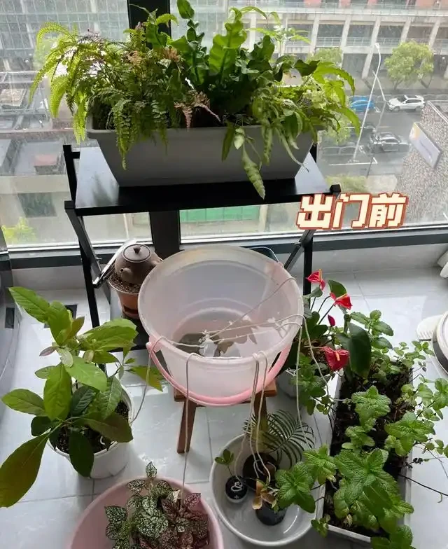 浙江一女子因出門旅行,自制澆水神器,歸來0損耗,網友:求教程