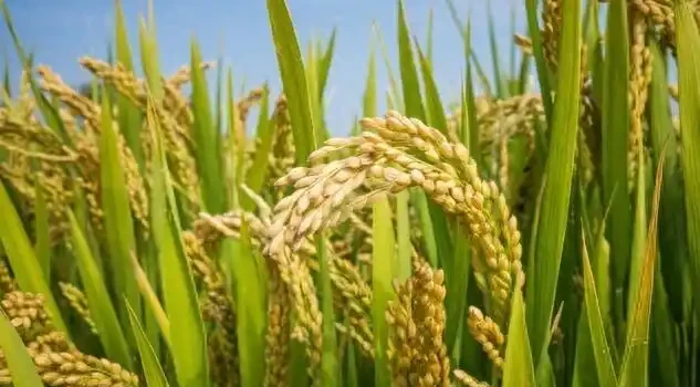 葉子發黃就拼命追氮肥?老經驗可能耽誤了一季收成!