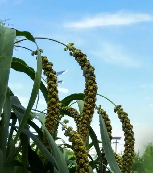 葉子發黃就拼命追氮肥?老經驗可能耽誤了一季收成!