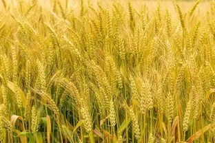 葉子發黃就拼命追氮肥？老經驗可能耽誤了一季收成！