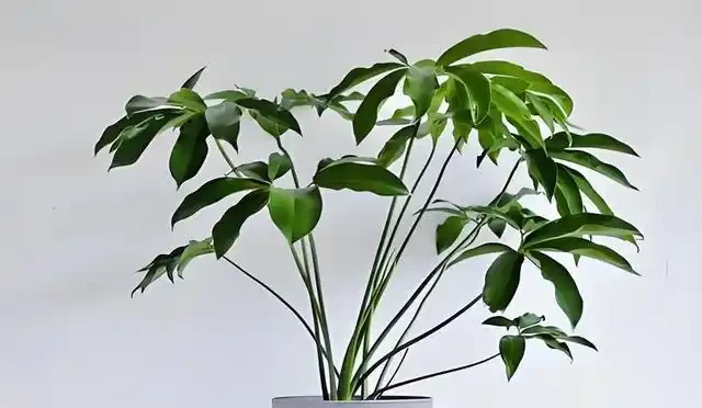 客廳養這10種大綠植,葉片翠綠又油亮,單憑葉子就能美得像油畫!