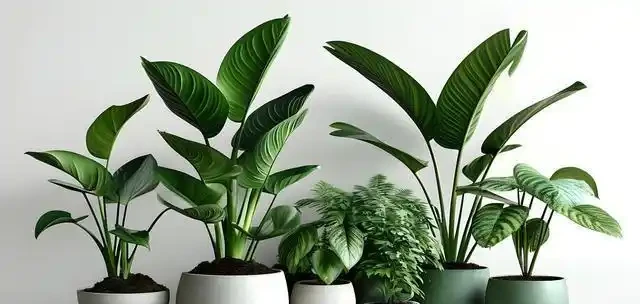 客廳養這10種大綠植,葉片翠綠又油亮,單憑葉子就能美得像油畫!