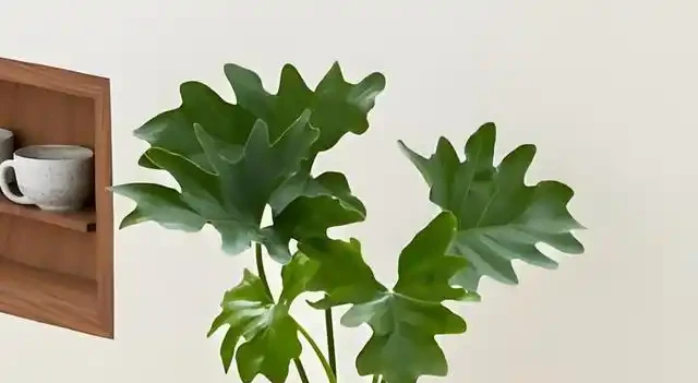 客廳養這10種大綠植,葉片翠綠又油亮,單憑葉子就能美得像油畫!