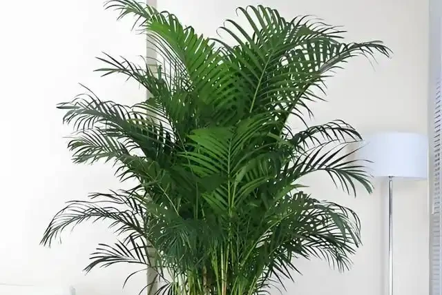 客廳養這10種大綠植,葉片翠綠又油亮,單憑葉子就能美得像油畫!