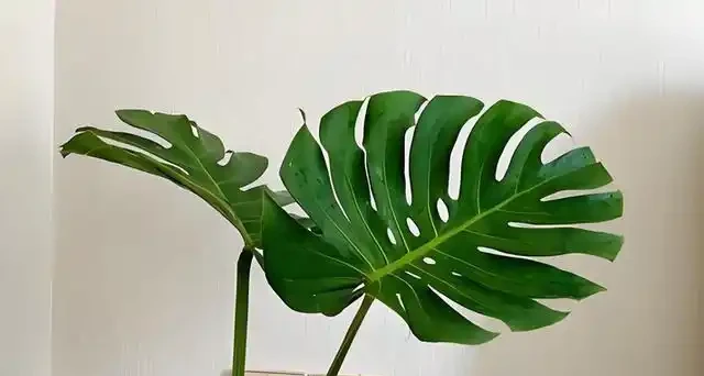 客廳養這10種大綠植,葉片翠綠又油亮,單憑葉子就能美得像油畫!
