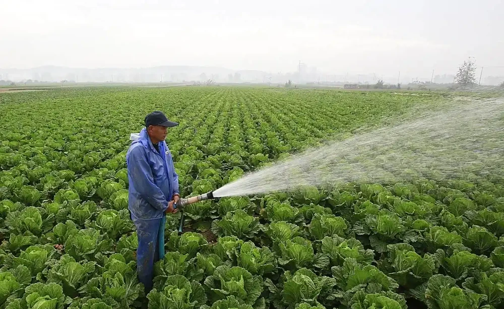 種蔬菜用什麼肥料好