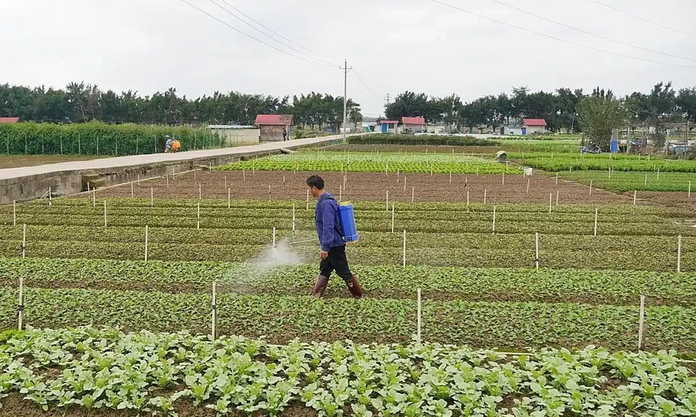 種蔬菜用什麼肥料好